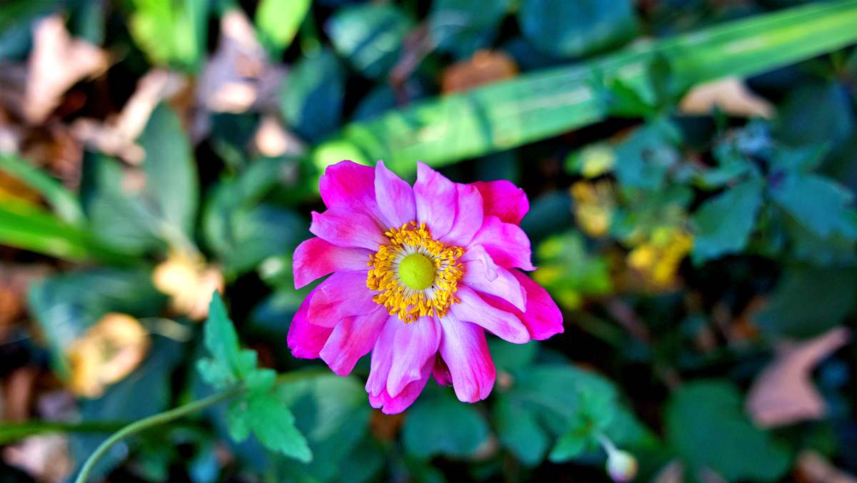 Blume